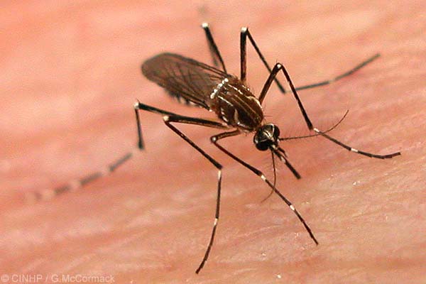 le moustique, l'animal le plus dangereux pour l'homme